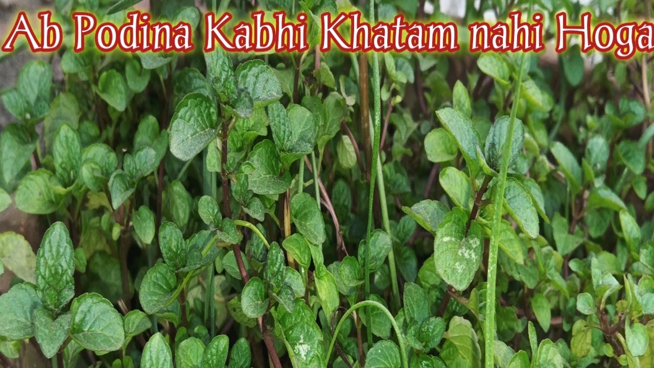 Podina lagane ka Sahi Tarika | How To Grow Mint At Home | Podina Plant |