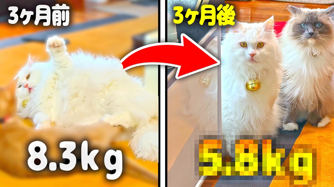 デブ猫が3ヶ月ダイエットをした結果、、、