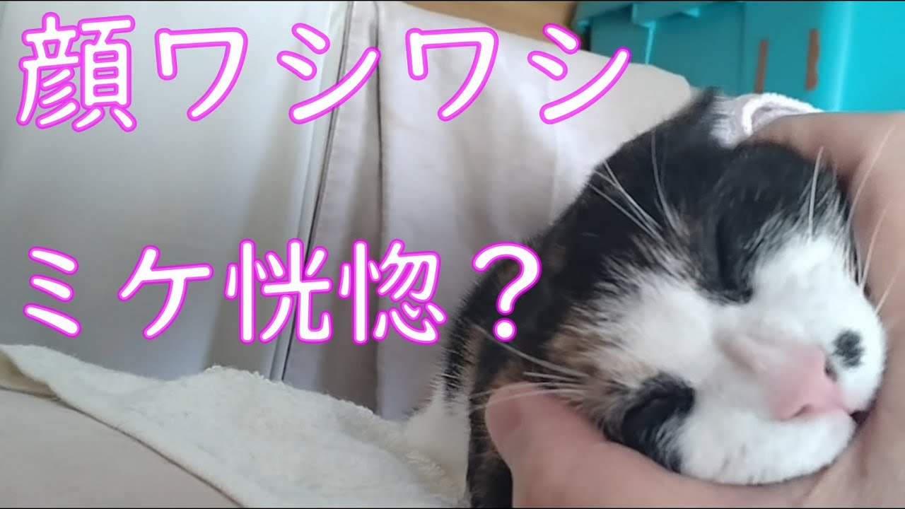 【保護猫】顔面ワシワシで恍惚の表情を見せる猫