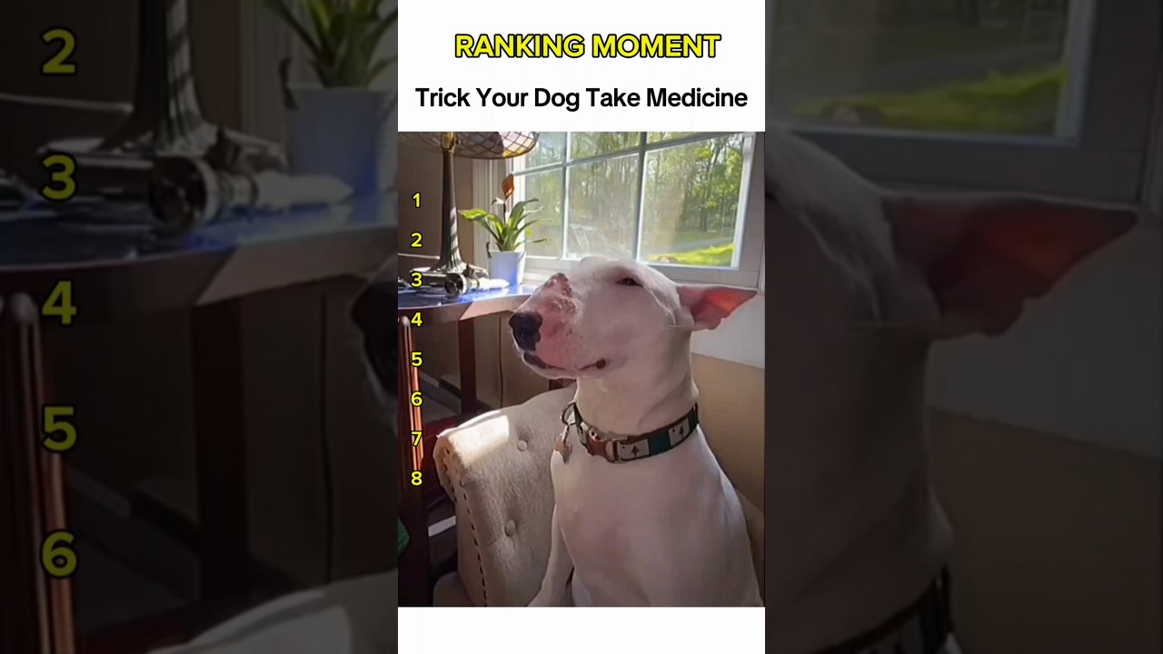 Dogs being idiots part 8: Trick dog take medicine #funnydog #funnypet #cutedog #dogshorts