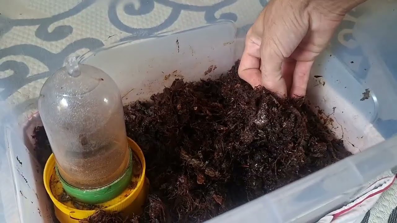 Mostrando minhas criações de insetos as que se renovaram por ter poucos as que cresceram muito.🦎🦎🦎🦎.