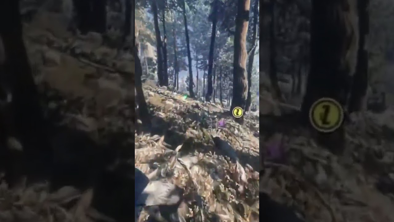 Ser&aacute; que deu DIMA esse Urso Pardo? Parte 2