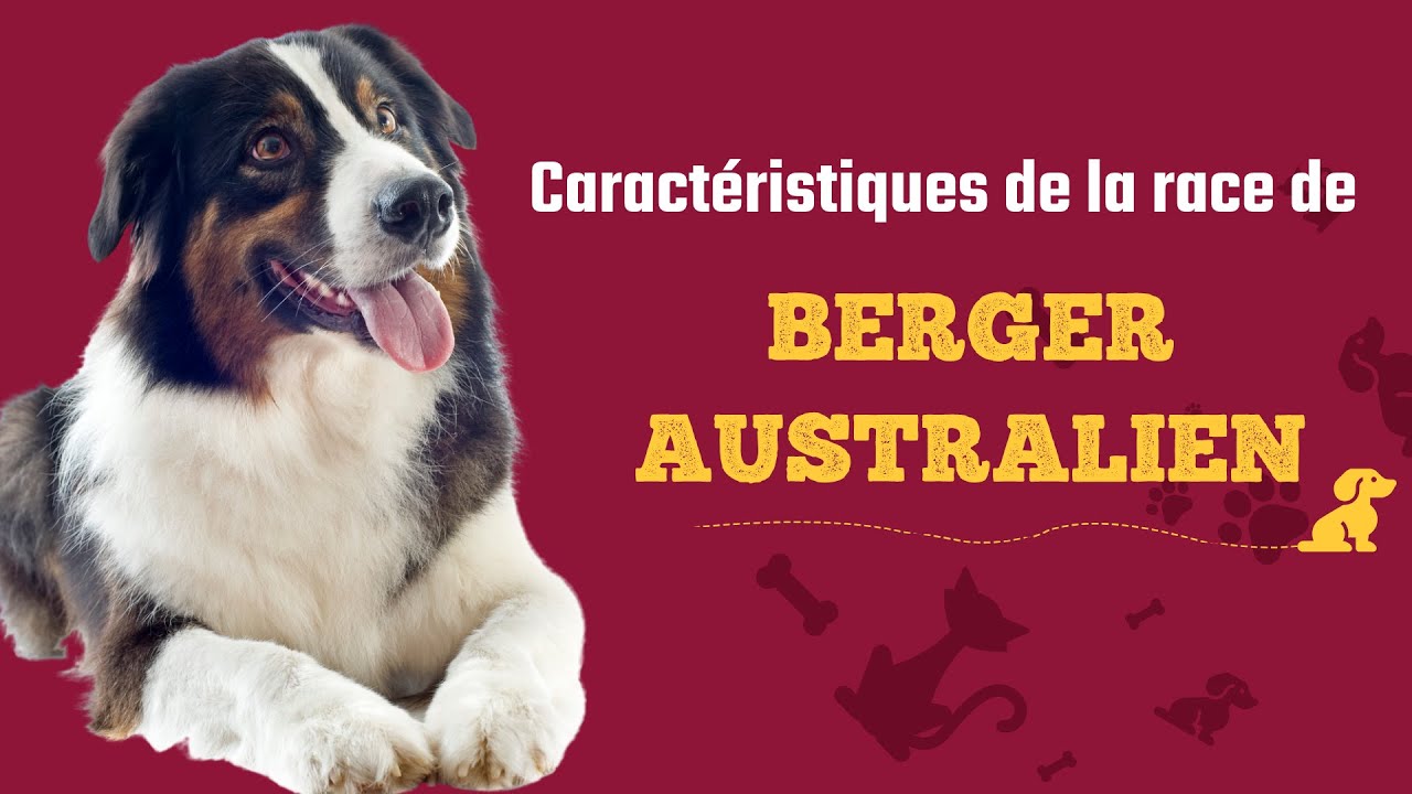 Caractéristiques De La Race De Berger Australien 🐶