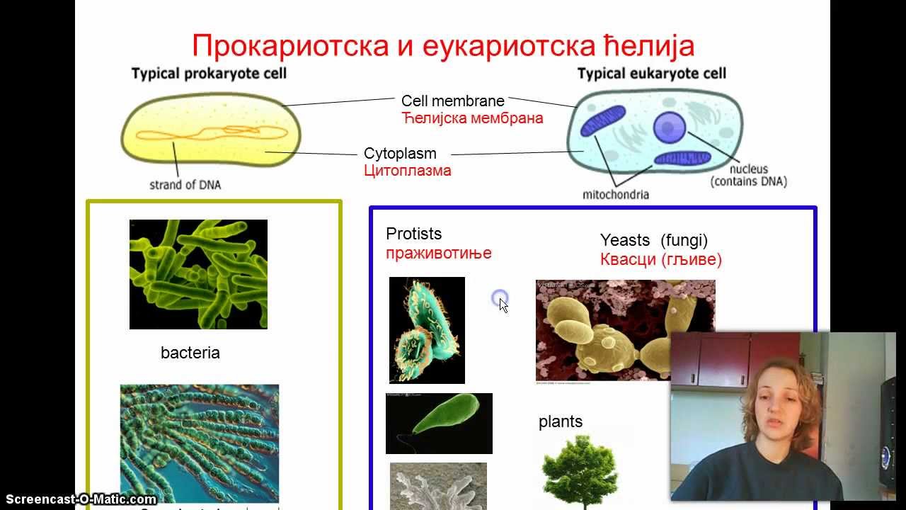Izokrenuta učionica - Bakterije