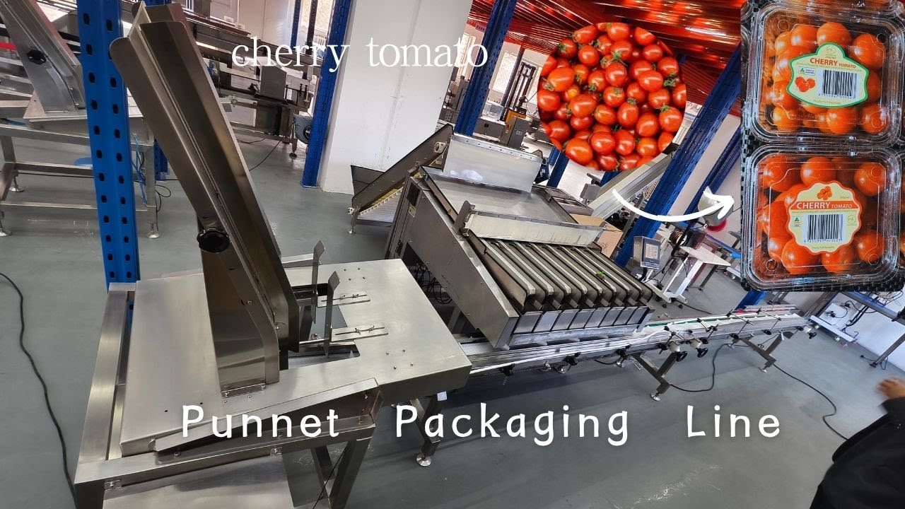 Automatic Punnet Packing Machines for Cherry Tomatoes Grape tomatoes Fruit Weighing Filling Line