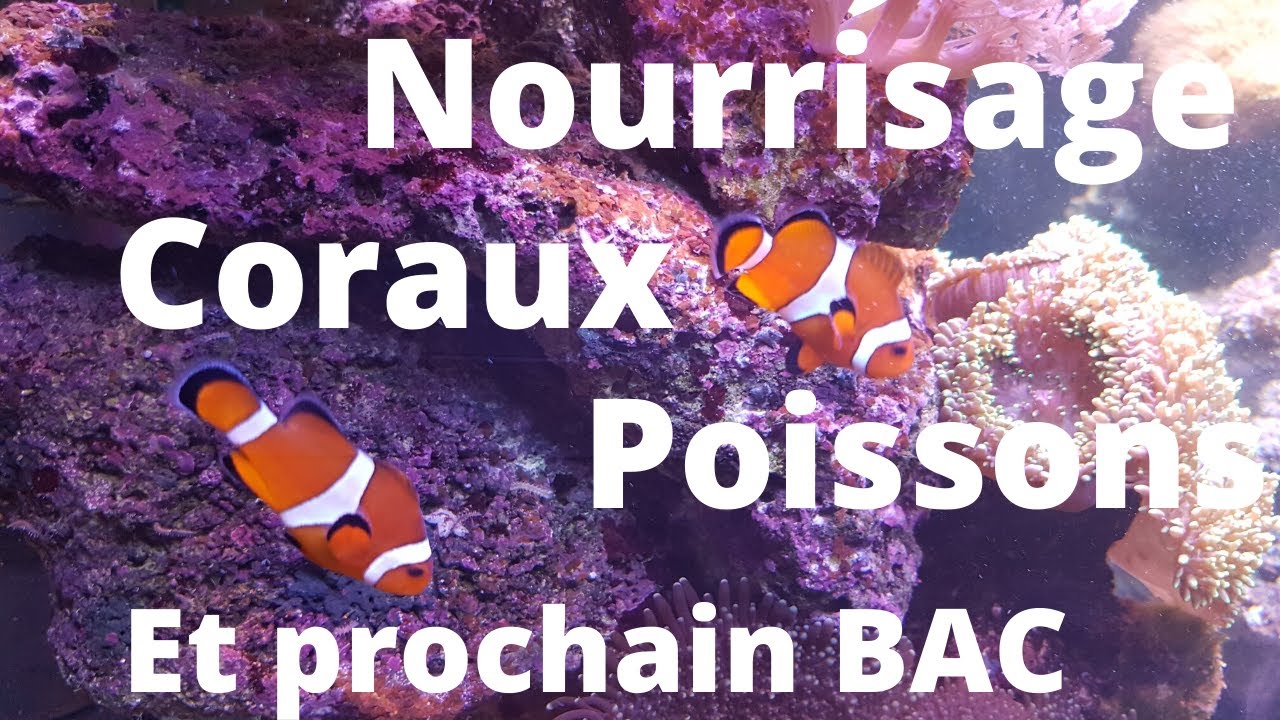 COMMENT nourrir CORAUX et POISSONS  +  projet reefer 425XL