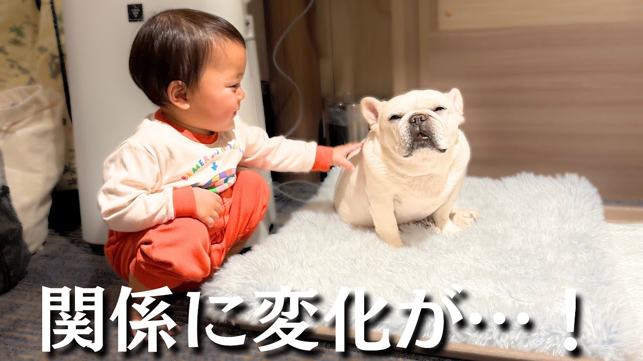 子供嫌いの愛犬と息子達の関係が6泊7日の旅で大きく変化しました…！【九州一周車中泊旅】