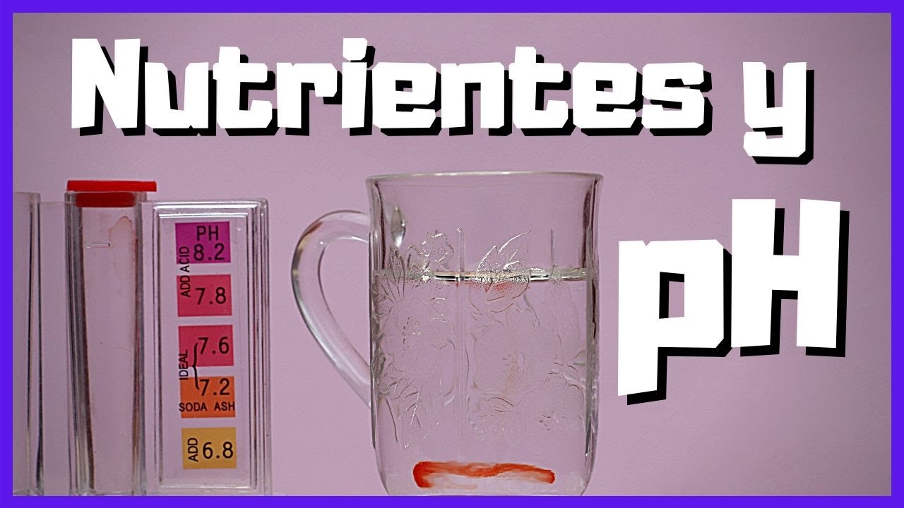 🧪 Cómo medir el pH del agua y del sustrato [IMPORTANCIA del PH para las plantas] 🌱 Capítulo 3