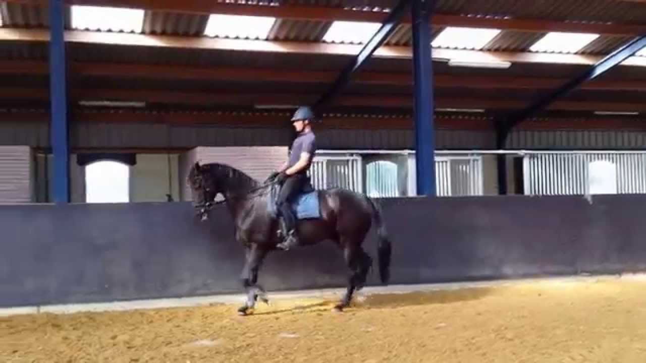 CONAMORE na zijn vakantie in stap en draf