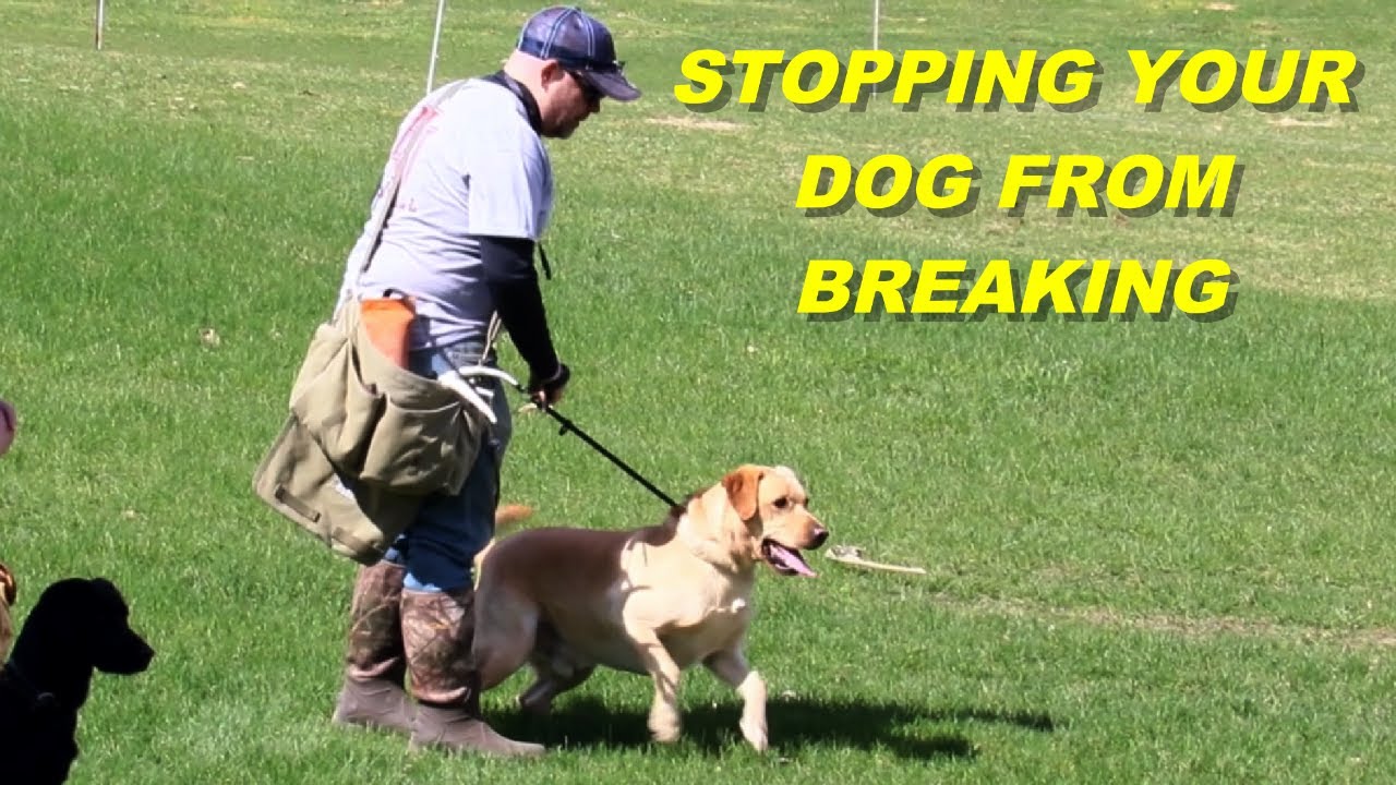 Stopping Your Dog From Breaking