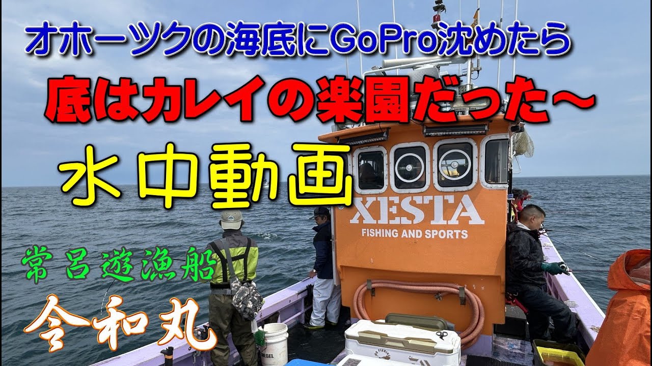 2025 06 常呂 春のカレイ釣り 水中動画　遊漁船 令和丸