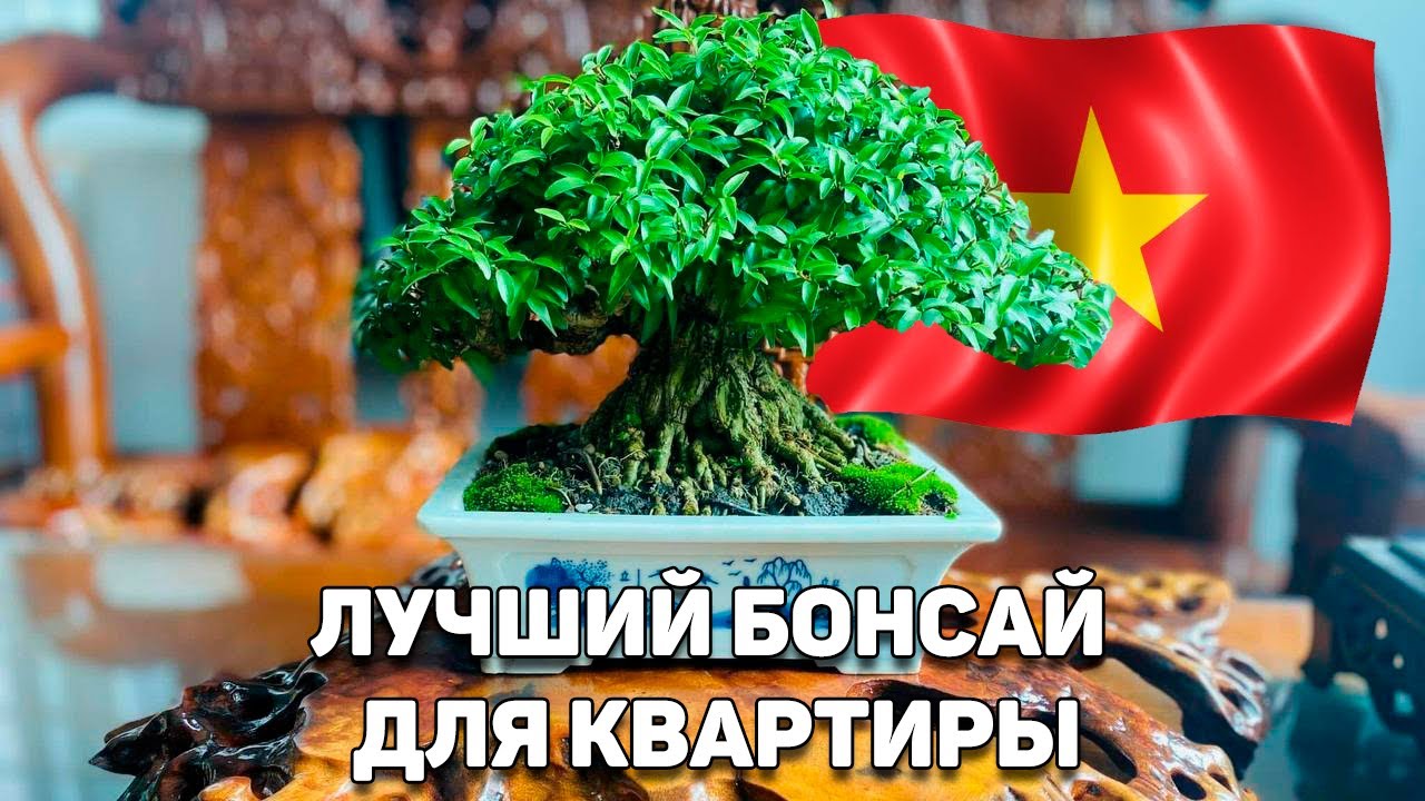Лучший бонсай для квартиры / Вьетнамский бонсай в Москве @Studio.Bonsai