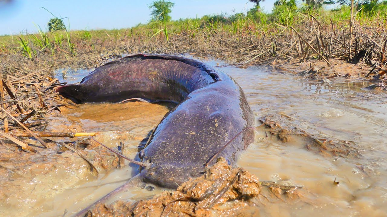 Catching a Rare Big Catfish | Wild Fishing Adventure, Amazing Fishing