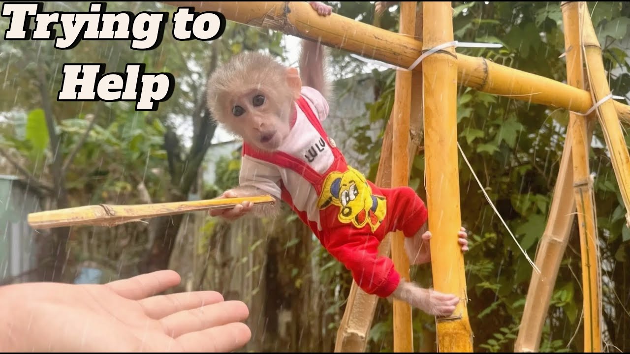 Baby Monkey Lulu Tries to Help Dad in the Rain | A Heartwarming Moment