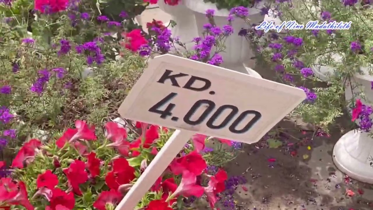 Awesome flower collection at Kuwait flowers shops