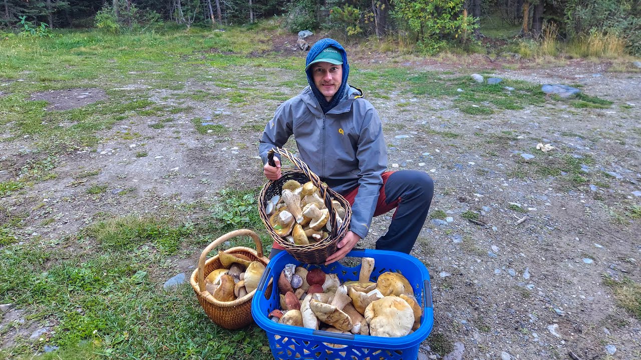 Picking King Bolete near Hope BC, 2024