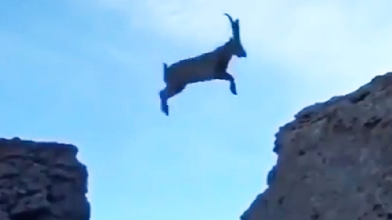 Was Tiere So Denken 101