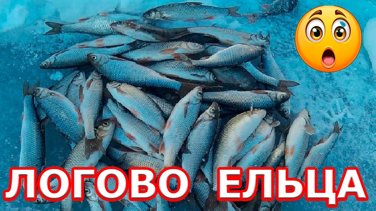 ЛОГОВО ЕЛЬЦОВ НАЙДЕНО.ЛОВИЛОСЬ КАК ИЗ ПУЛЕМЁТА.МАРТ 2026
