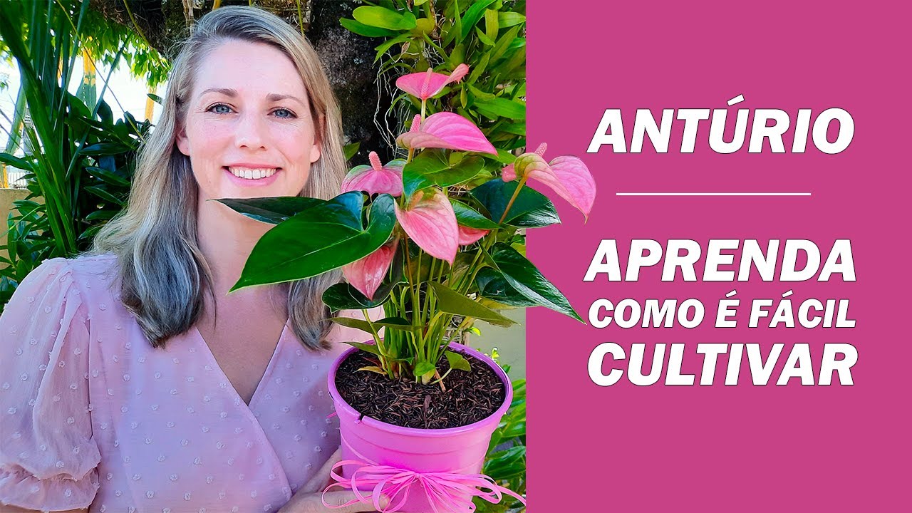 ANTÚRIO como Plantar e onde Cultivar para Florir