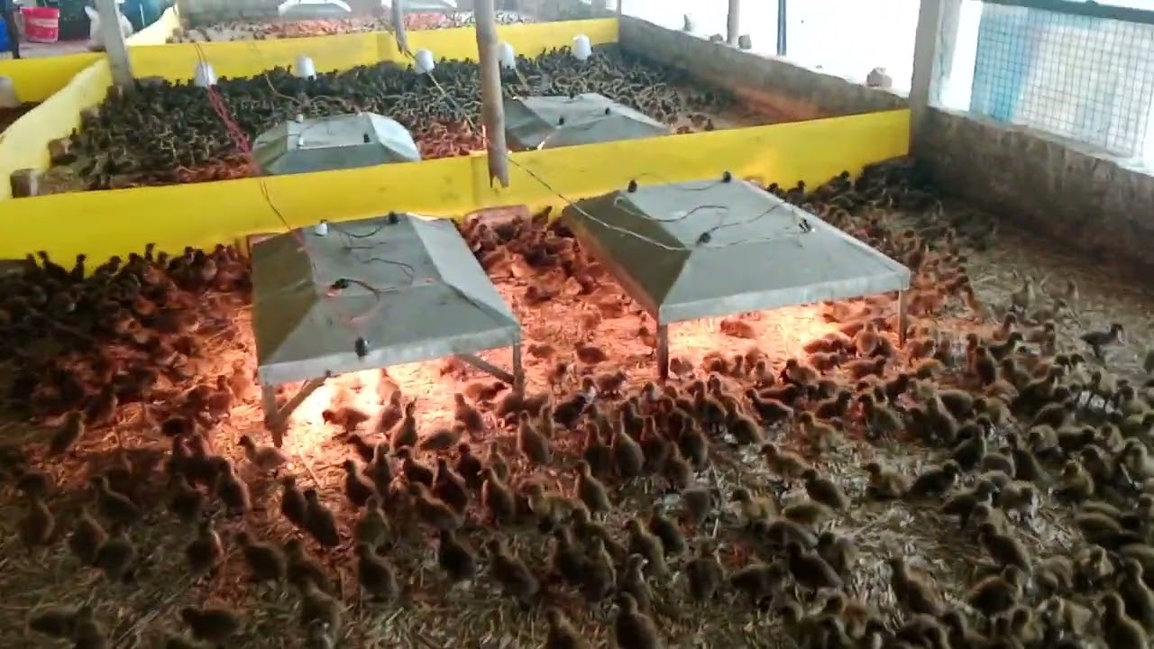 11000 p duck chicks brooding style in 1 shed....