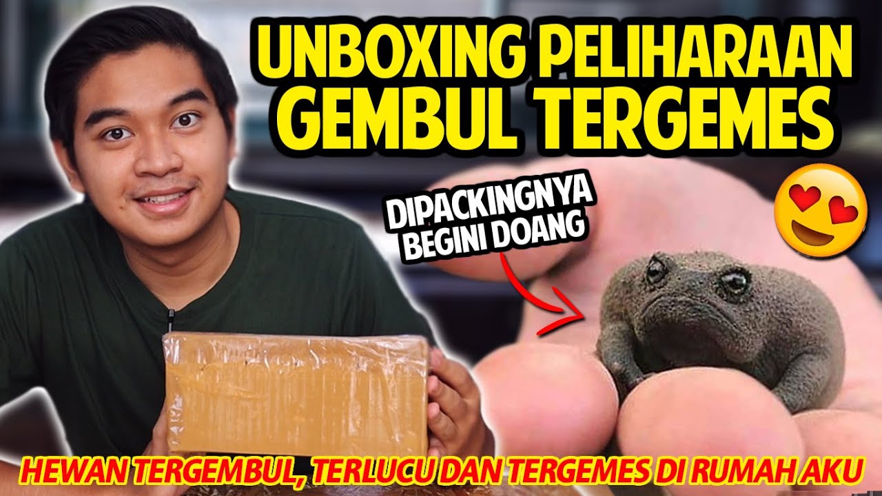 UNBOXING HEWAN GEMBUL TERGEMES YANG AKU PELIHARA! LUCU BANGET KAYA MAINAN SQUISHY!! CHUBBY FROG!
