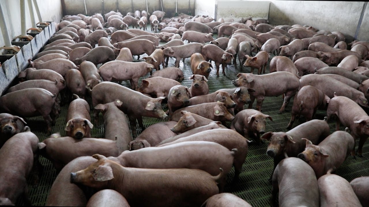 Cerdos ibéricos mejorados genéticamente | La besana en verde