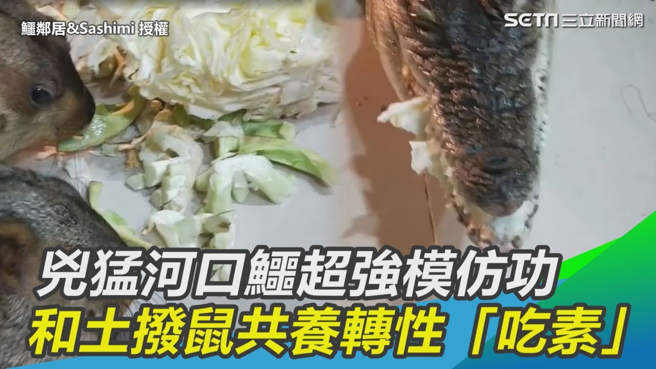 兇猛河口鱷超強模仿功　和土撥鼠共養竟轉性「吃素」｜三立新聞網SETN.com