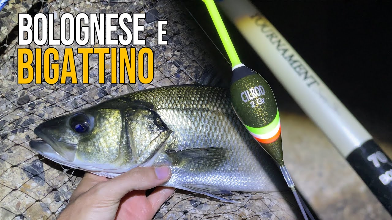 Pesca Bolognese | Una Bella SPIGOLA di Fine Estate Ingannata dai Bigattini