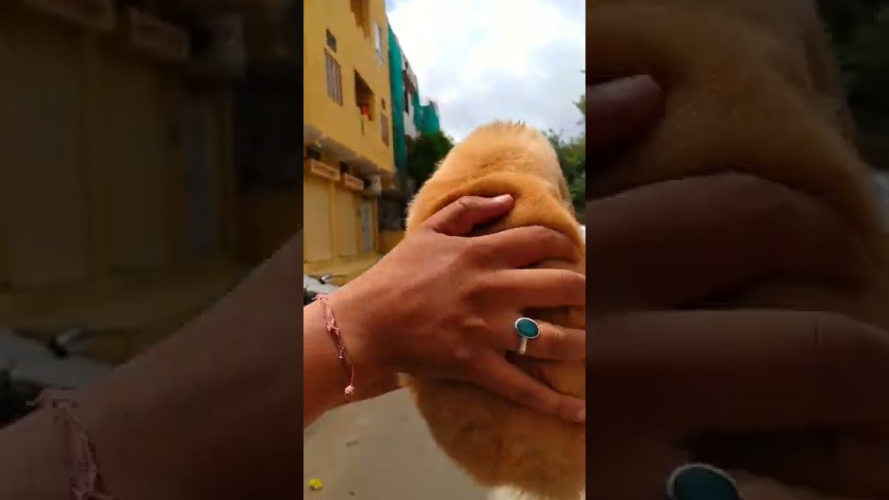 cheapest dog market in delhi ncr||golden retriever dog breed||low price pet shop in delhi||