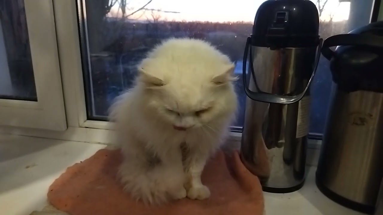 The cat hid in a secluded corner, the cat is washing his face at this time