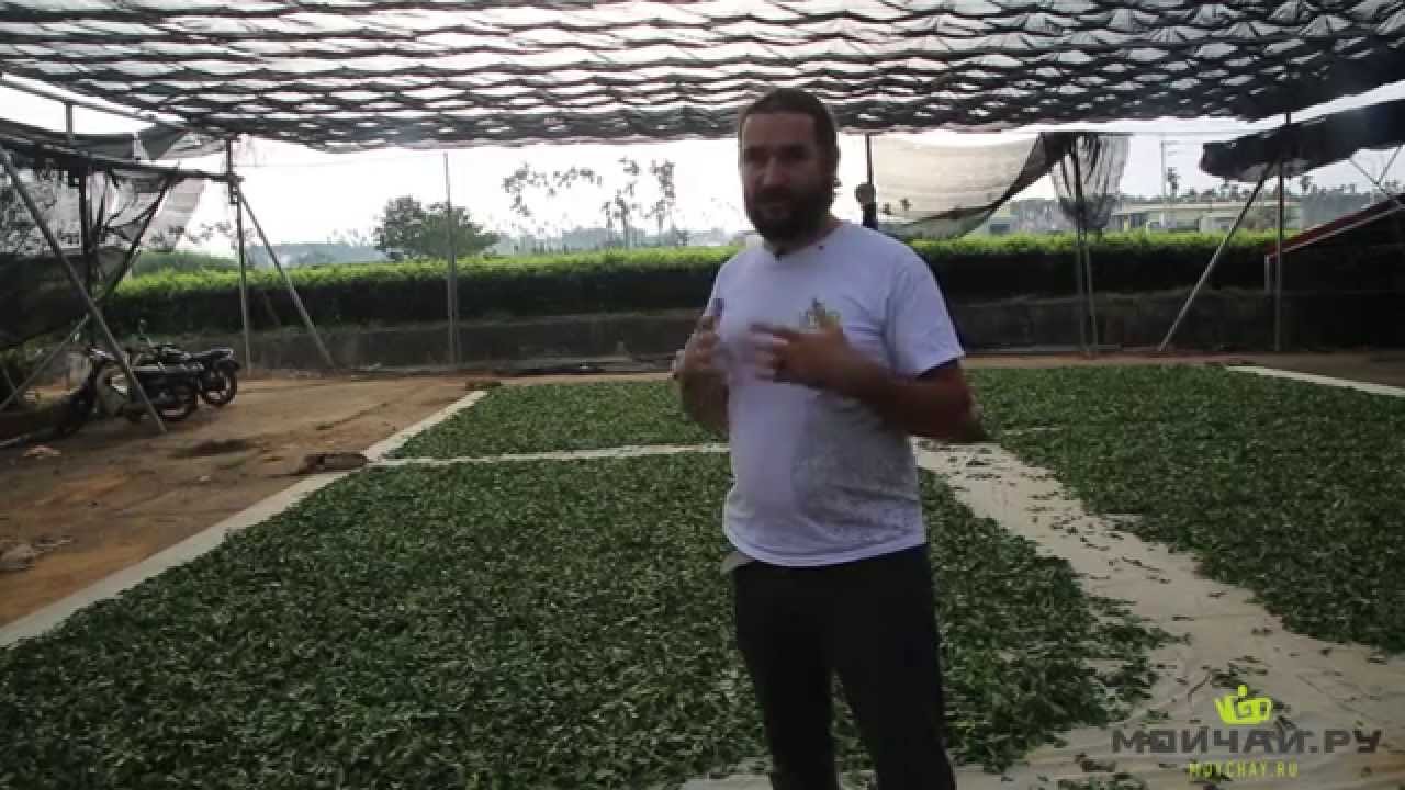 Габа чай Тайваня. Gaba Tea. Чай вакуумной ферментации. Габа-чай