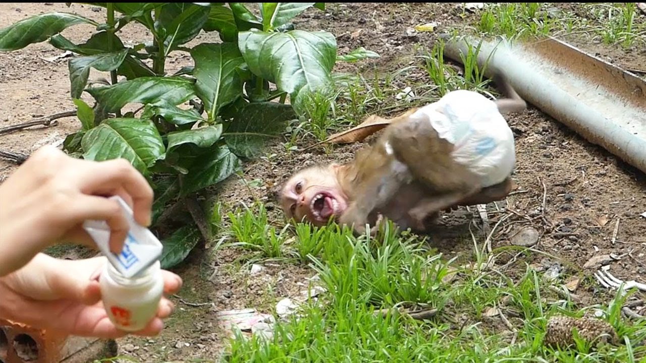 OMG!! Donal Cry Rolling On The Ground Angry Mom Take Battle Milk To Put Milk For Him