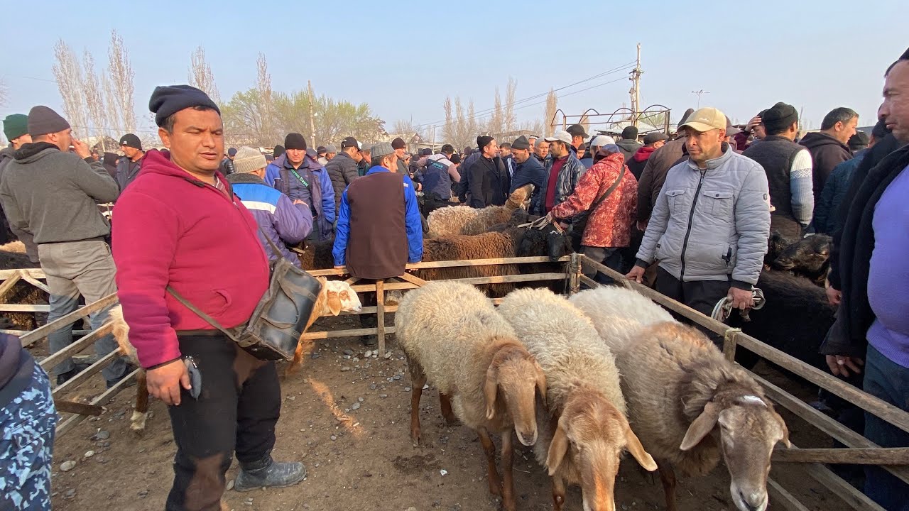 🐑ENG ZOR QOYLAR SHU BOZORDA! NARXINI ESHITIB SHOK BOLASIZ