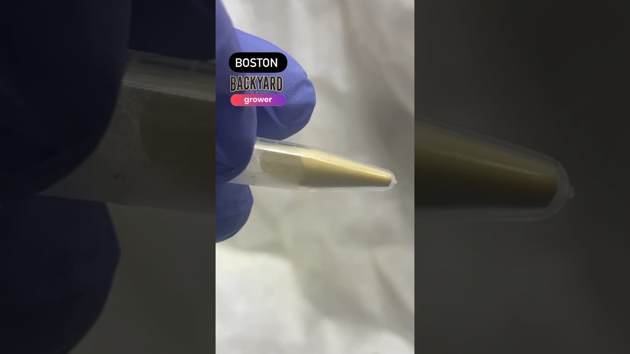 How to Collect Cannabis Plant Pollen - Create Your Own Strain! 🌿🌱 #Cannabis #Pollen