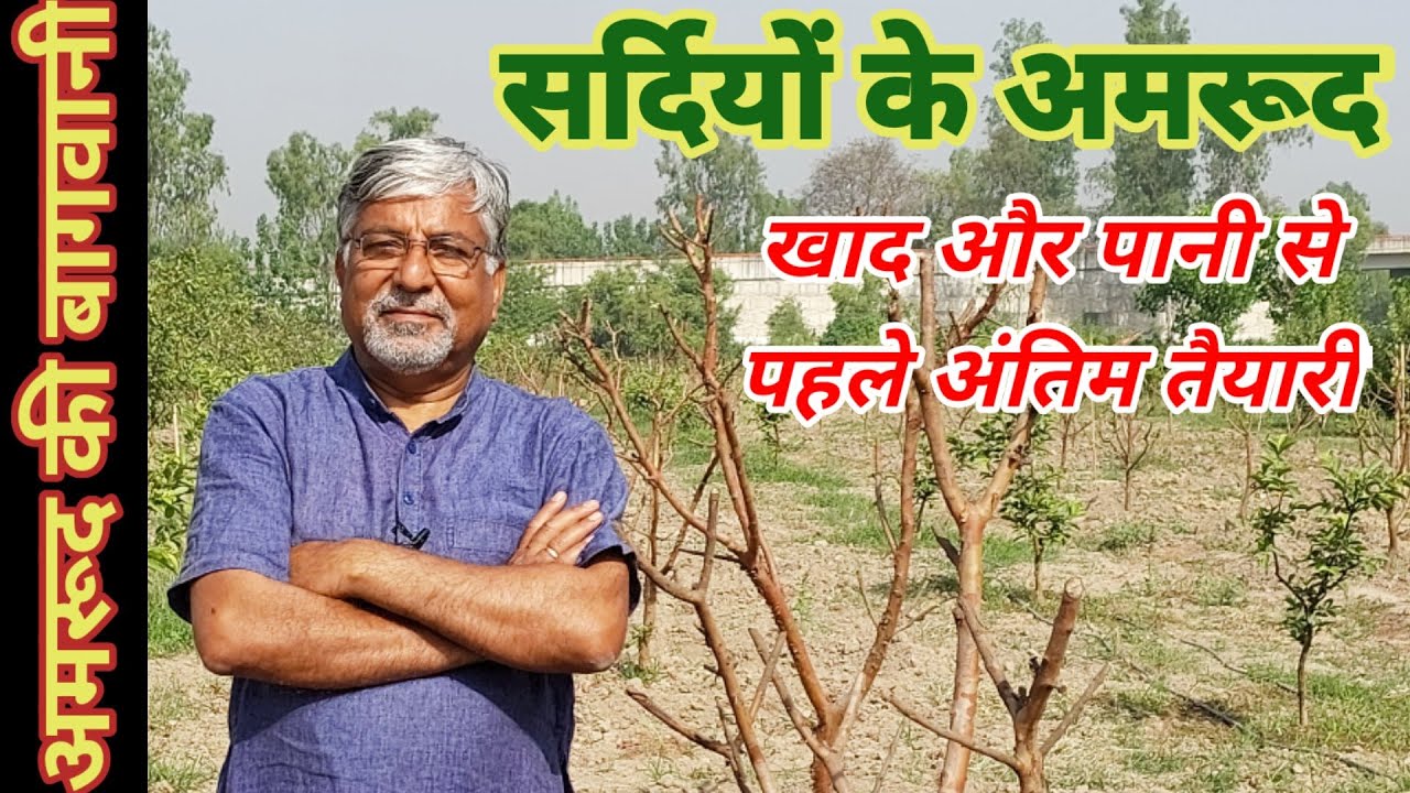 317. अमरूद में सर्दियों की फसल के लिए अंतिम तैयारी.