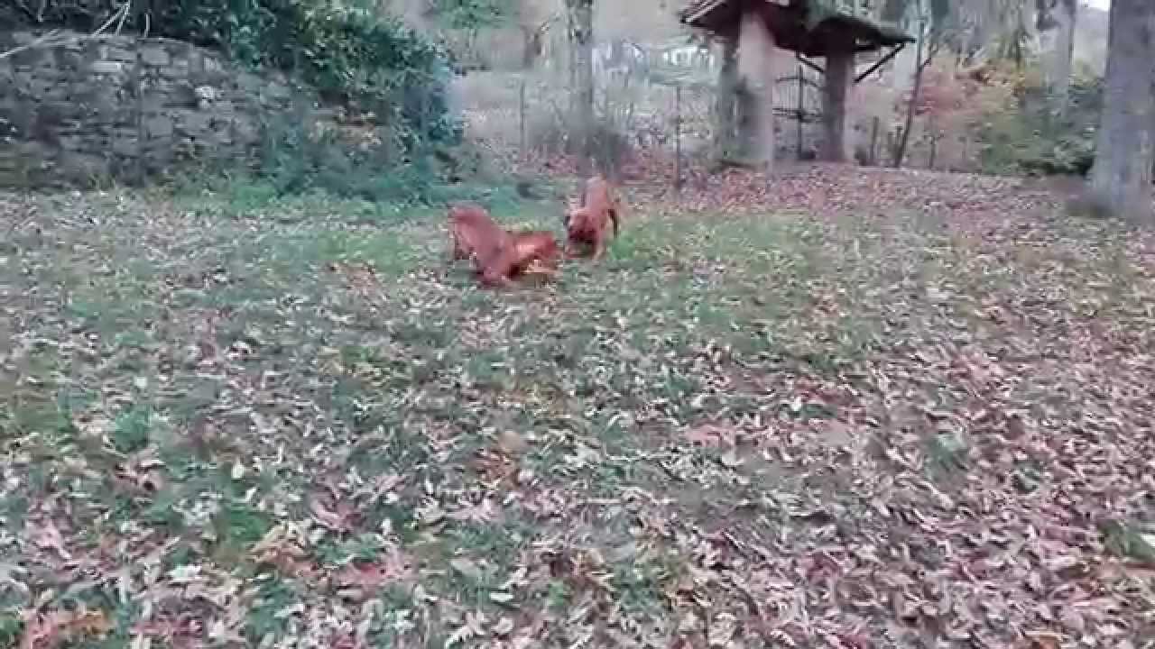 Ljuba e Yuuki ALLEVAMENTO BRACCO UNGHERESE MAGYAR VIZSLA www.magyarvizsla.it
