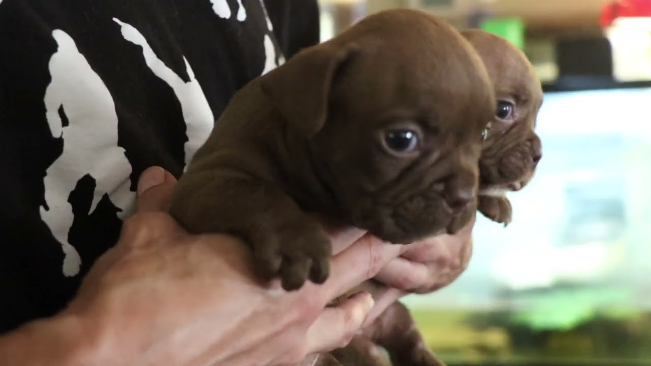 Toadline Bricks and Calligraphy puppies 5 weeks old . 2 chocolate females