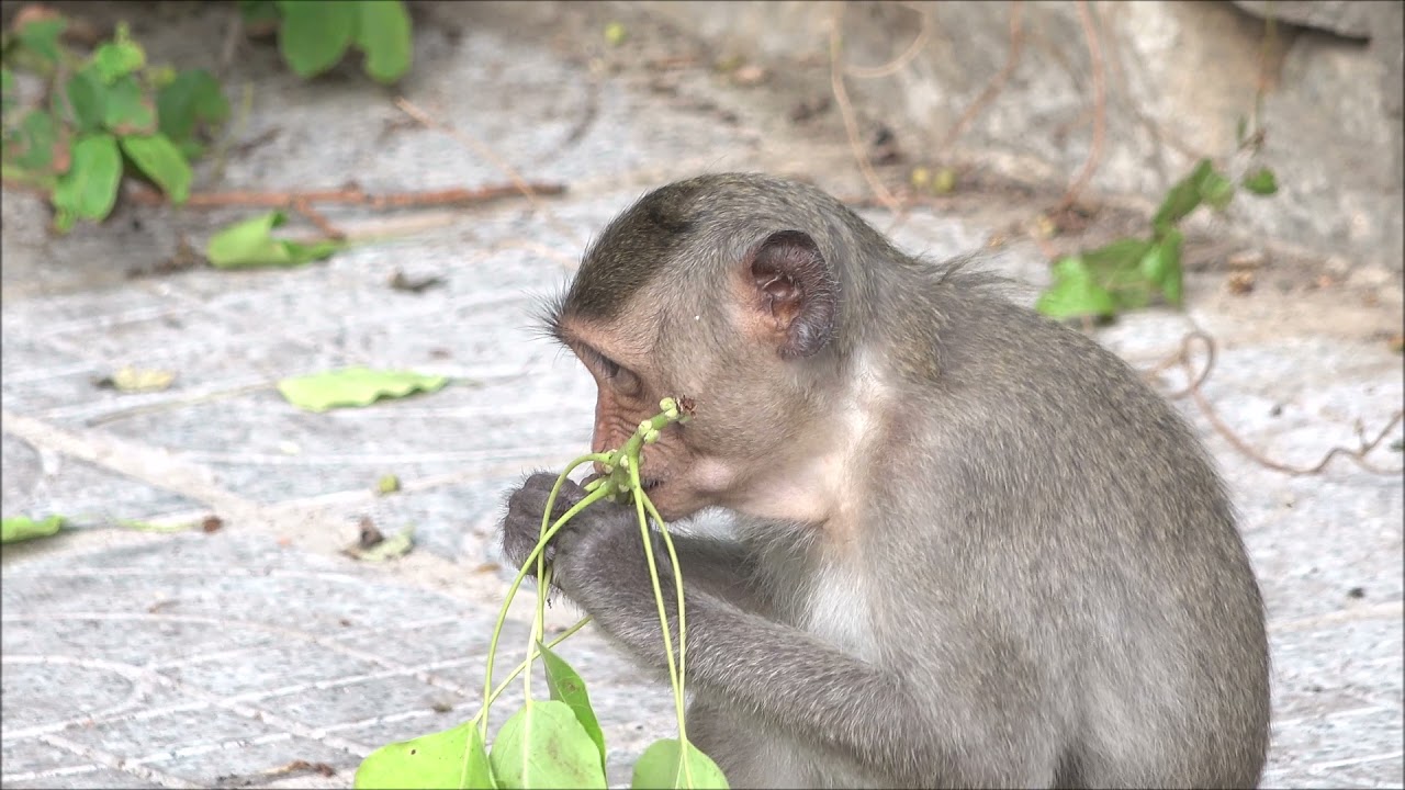 Monkeys Being Familiar With Living Beside Human Society 7 | Viral Monkey