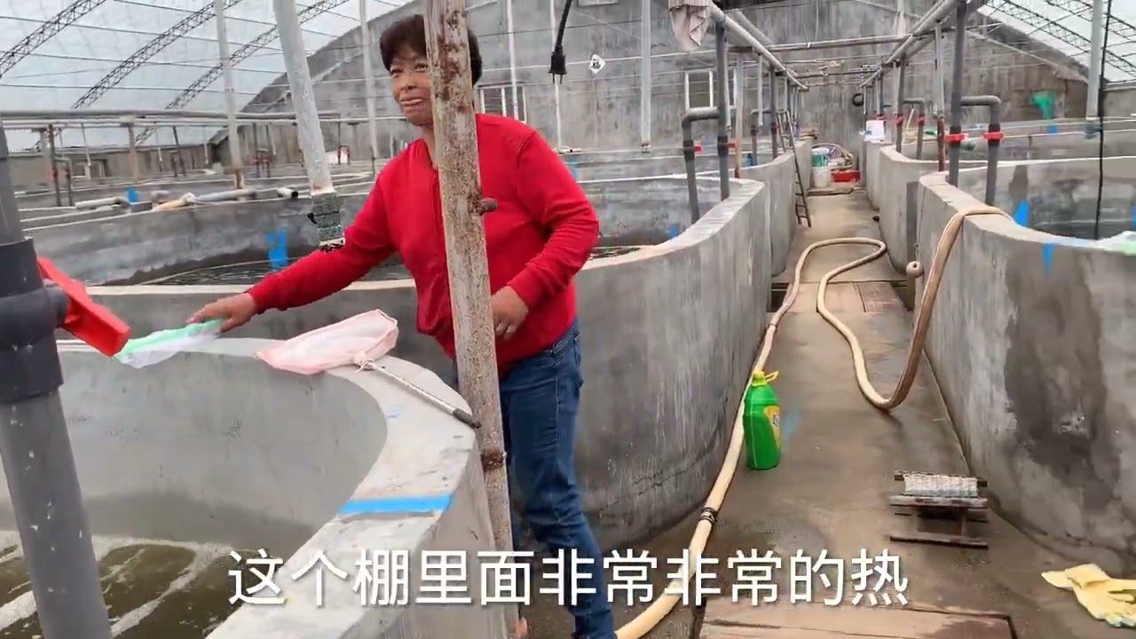 养殖南美白对虾风险高利润大，都说这个活辛苦，难道比养牛还累吗