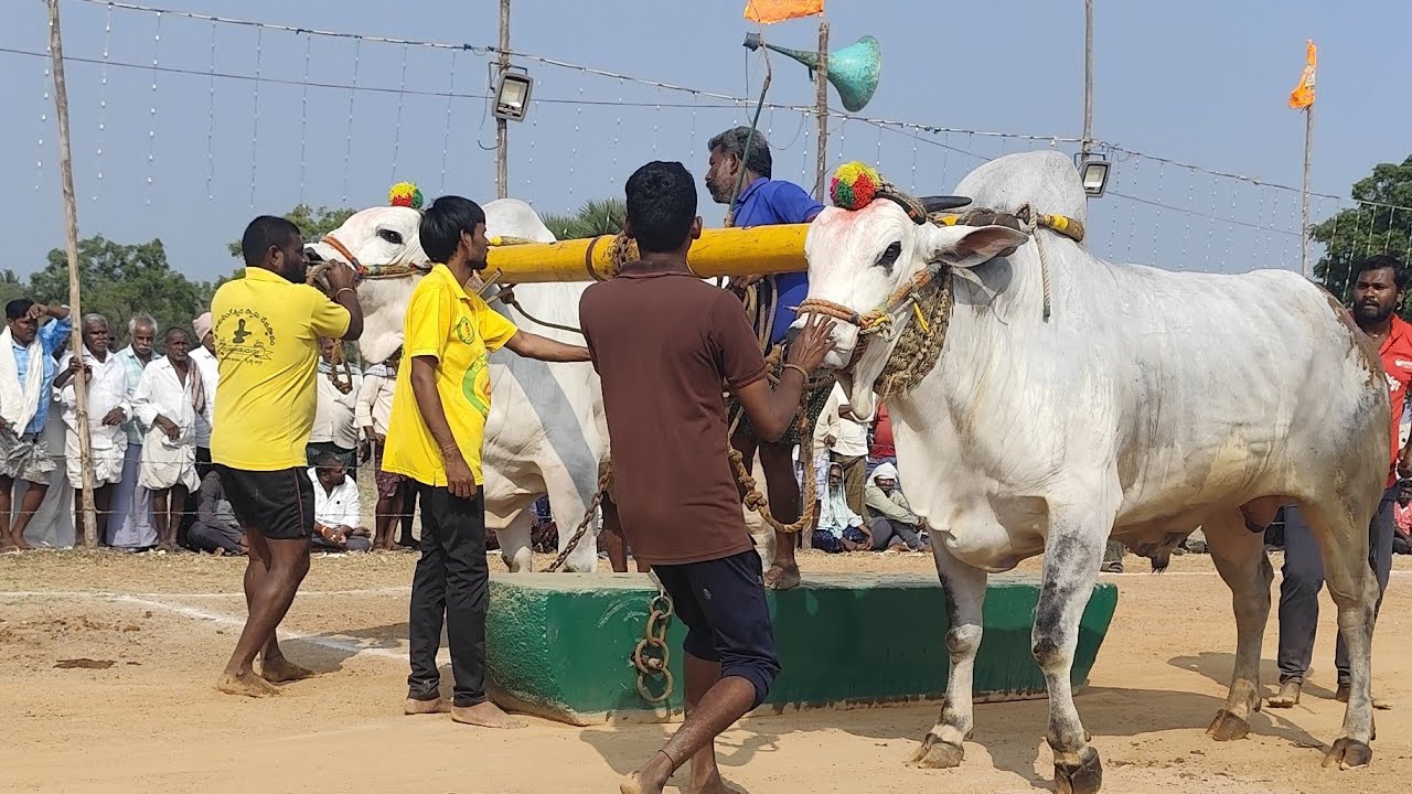 నాదెండ్ల సీనియర్స్ 1 వ జత GP చౌదరి బుల్స్ గూడవల్లి  లక్ష్మిదీక్షితచౌదరి,కొండబాలవారిపాలెం