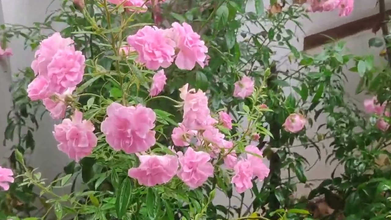 300 க்கும் அதிகமாக பூக்களா?ஒரே செடியில்#rose#relaxing