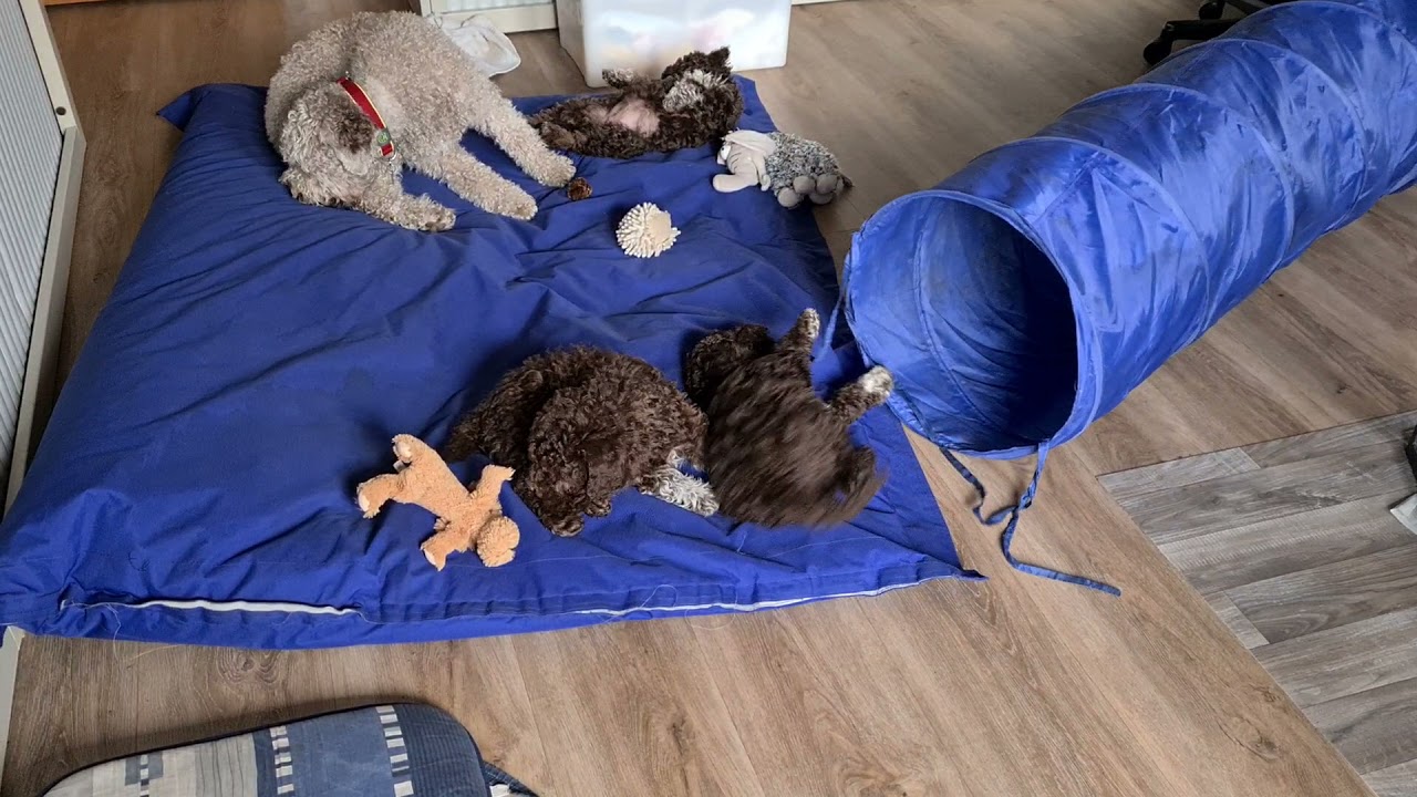 Lagotto Romagnolo Welpen.  Toben mit der Mama