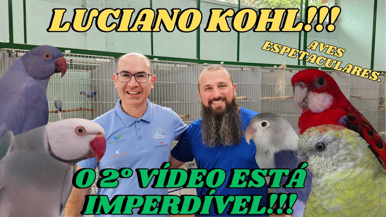 CRIATÓRIO KOHL MOSTRANDO A EXUBERÂNCIA DOS PSITACÍDEOS EXÓTICOS!!!
