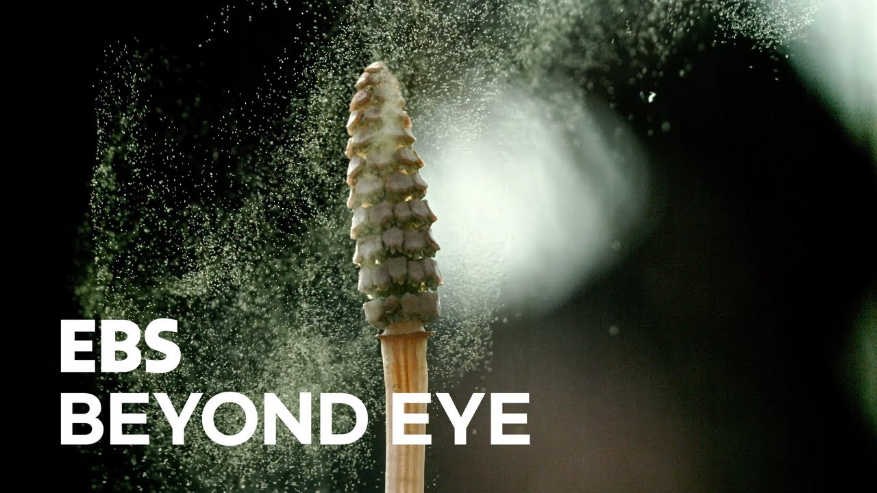 Spores of Horsetails are Blown by Wind