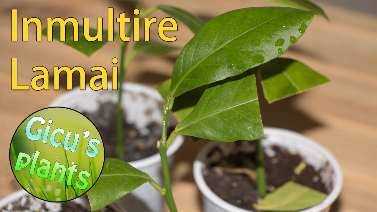 Inmultire lamai, mandarin, prin crenguta | Experiment de succes