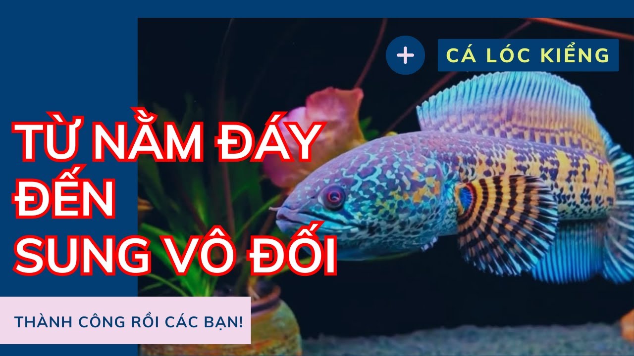 CÁCH CHO CÁ LÓC HẾT NẰM ĐÁY || Cách thuần cá lóc -  Review Cuộc Sống