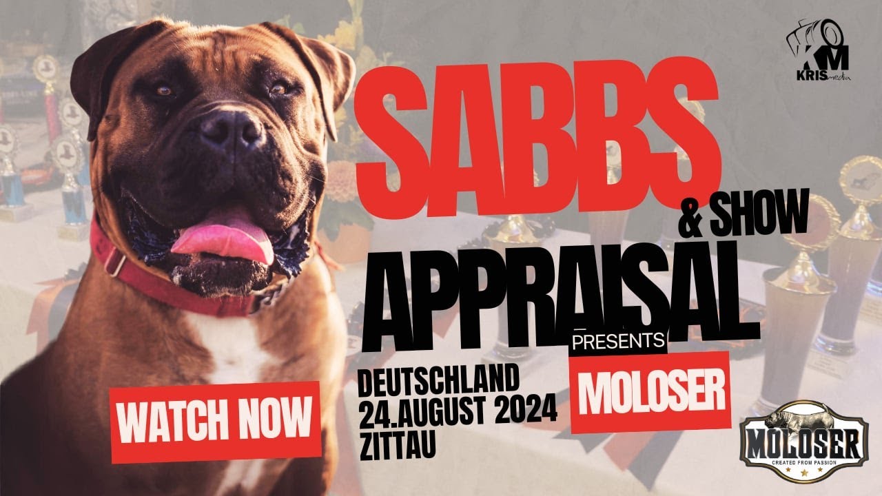 SABBS APPRAISAL & SHOW ZITTAU GERMANY 2024 presents by MOLOSER