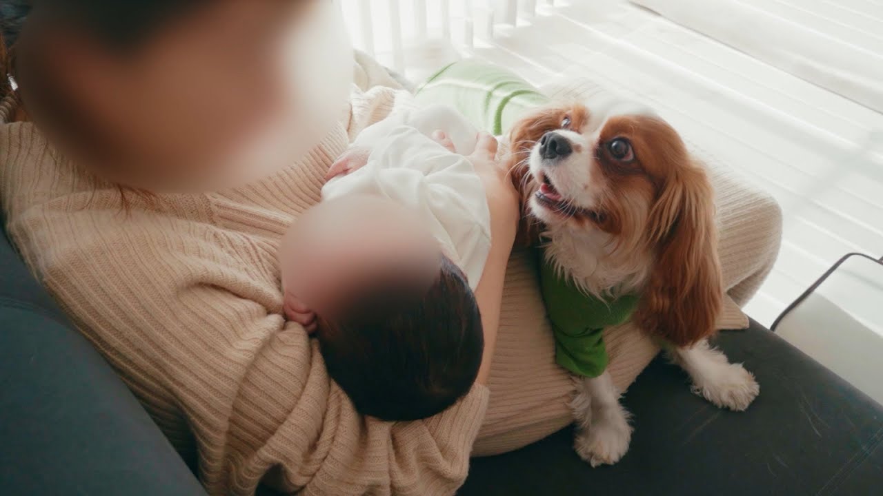 【初対面】赤ちゃんと会ったキャバリア犬の反応が優しすぎた