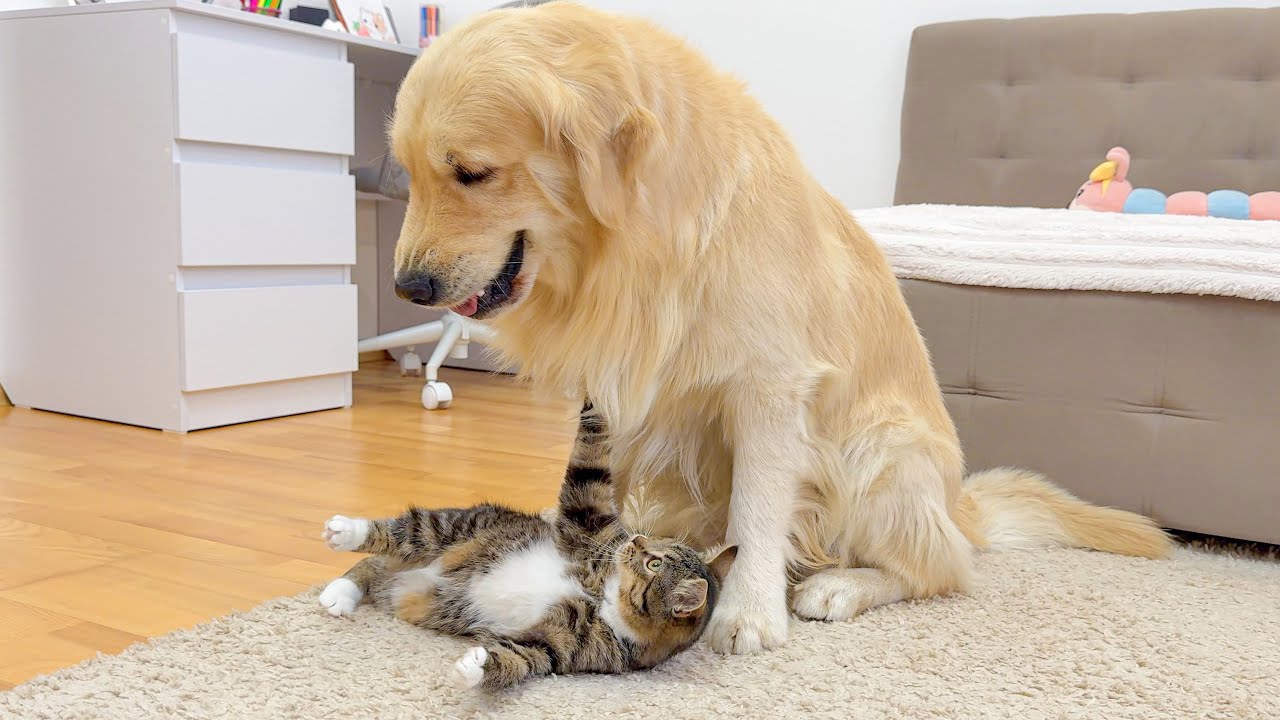 Golden Retriever Can’t Believe This Kitten’s Behavior!!