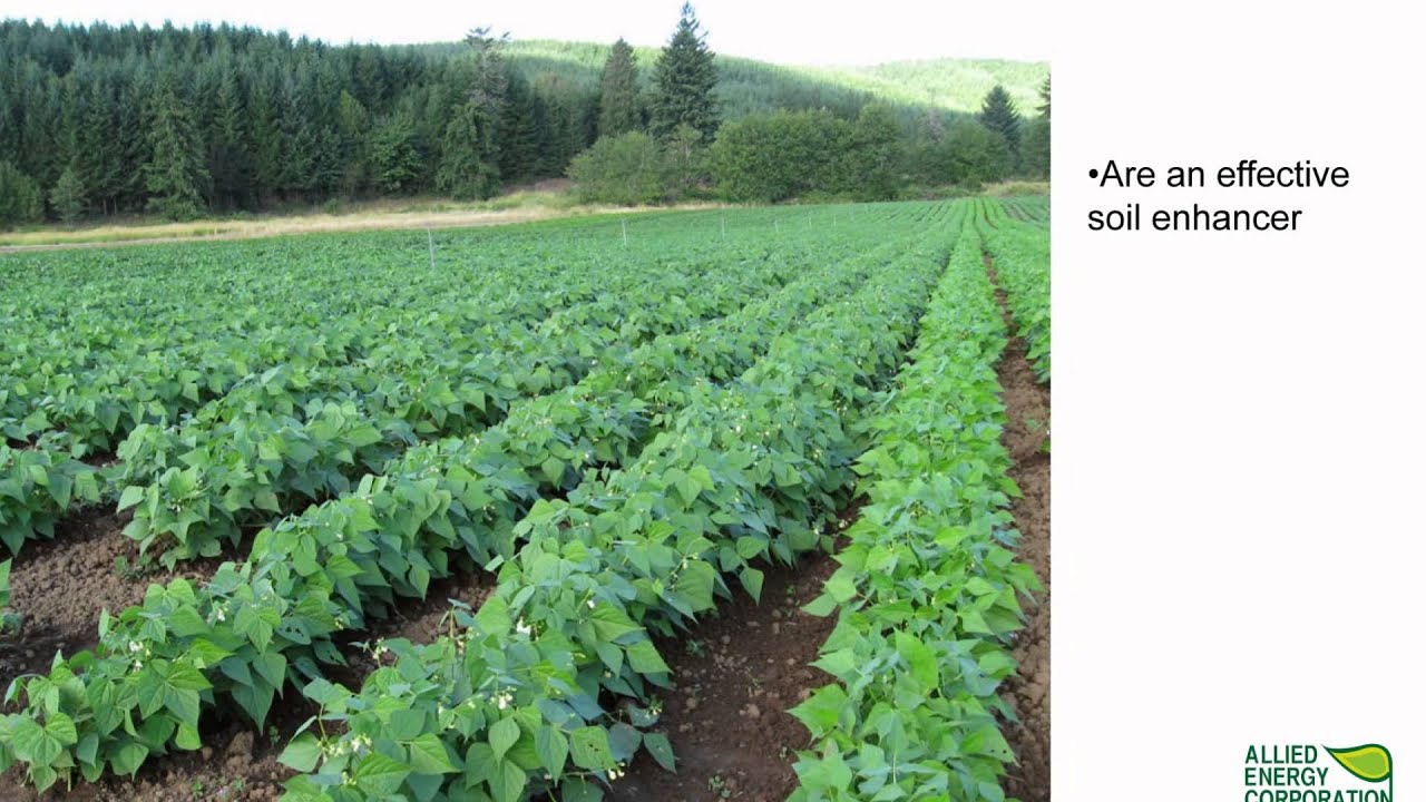 Substantially Increases Crop Yields- Allied Energy Corporation